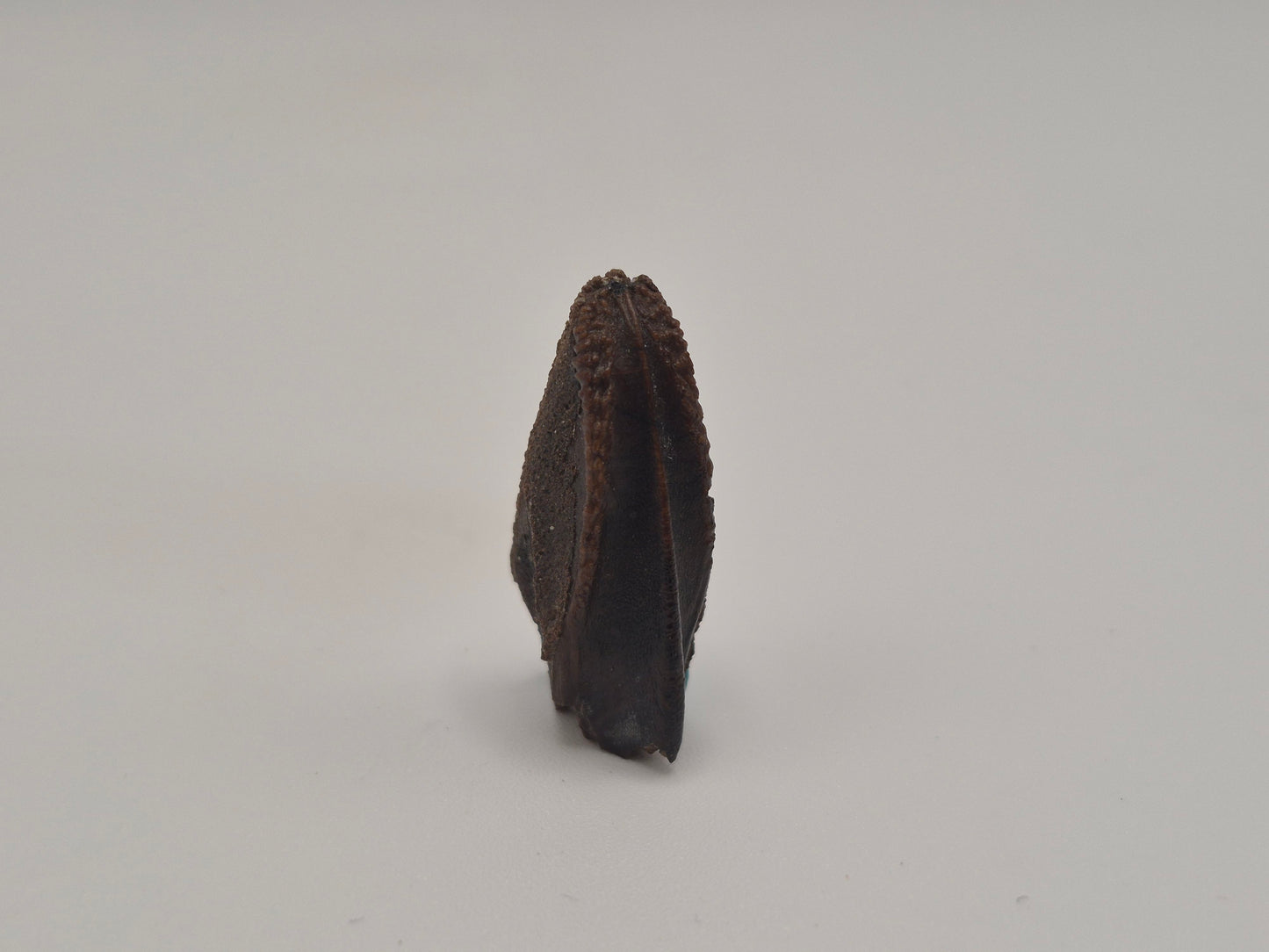 1.09" Hadrosaur Tooth (Judith River)