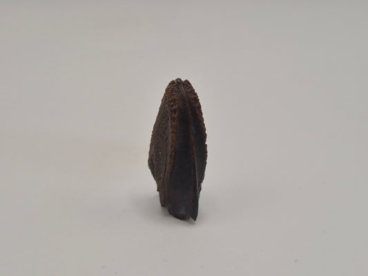 1.09" Hadrosaur Tooth (Judith River)