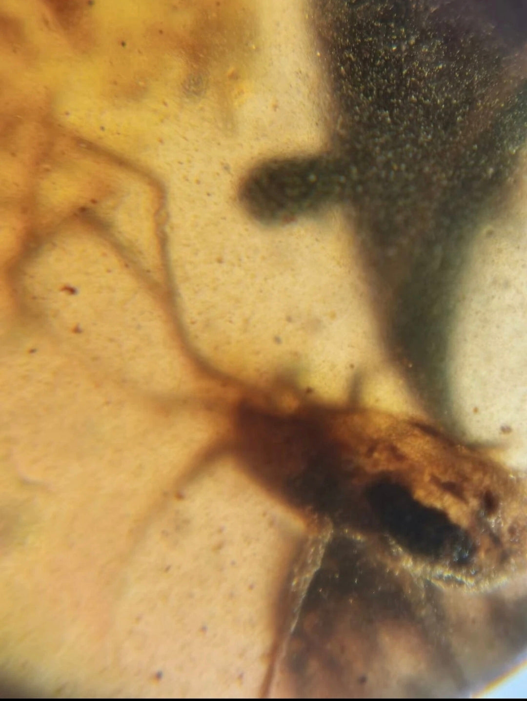 Tick And Snow Fleas in Burmese Amber