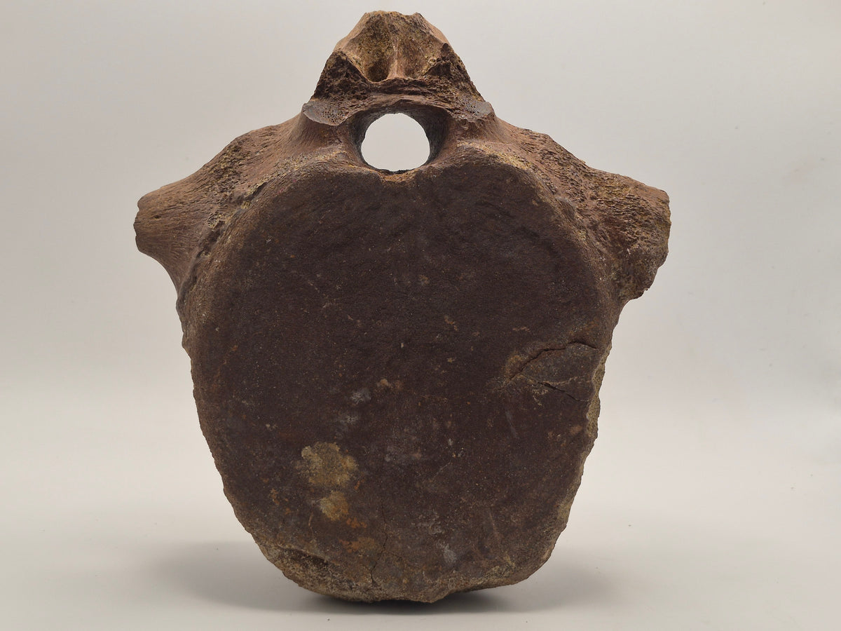 7" Hadrosaur Vertebrae (Judith River)