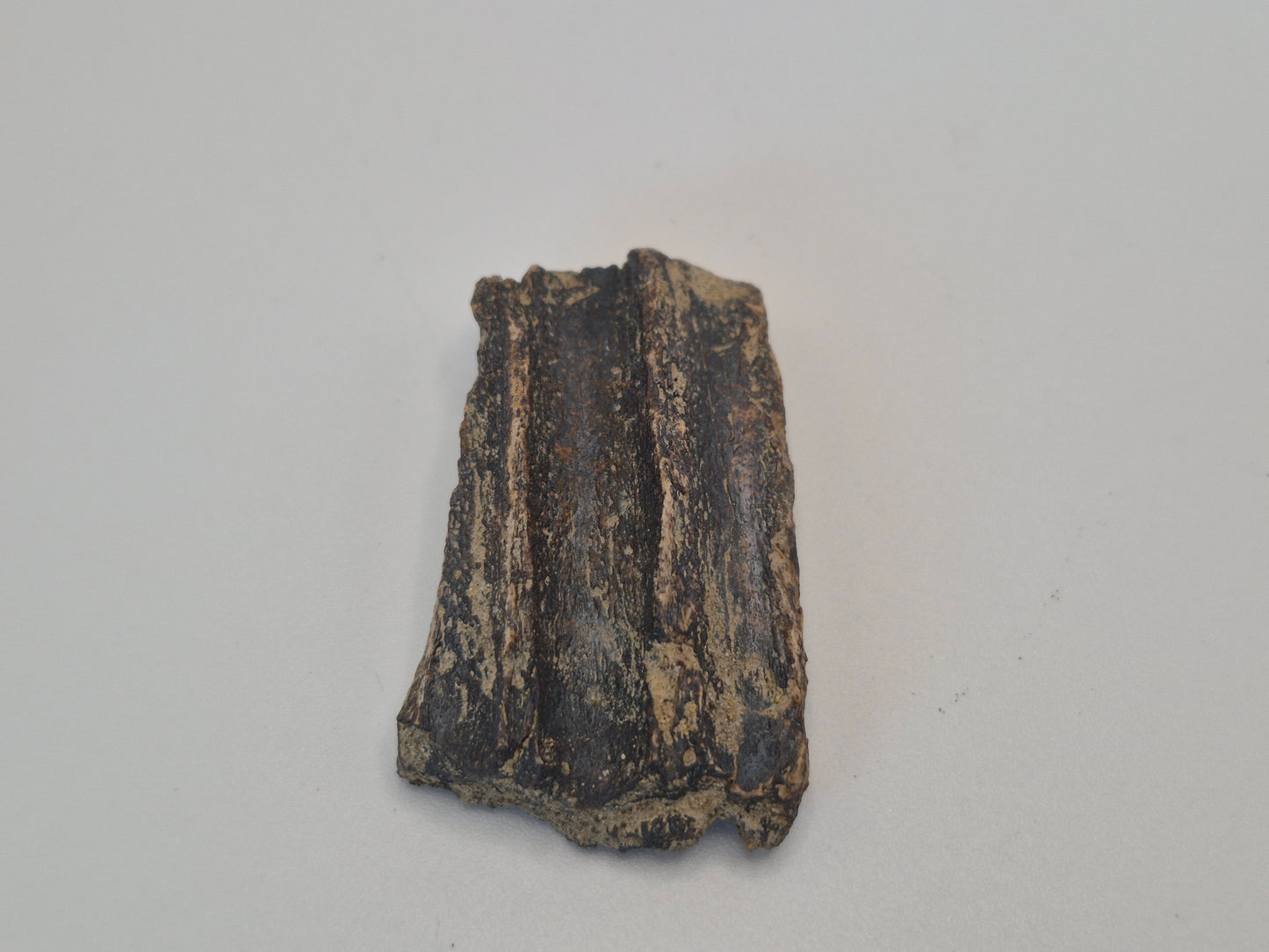 2" Hadrosaur Tooth W/ Jaw(Judith River)