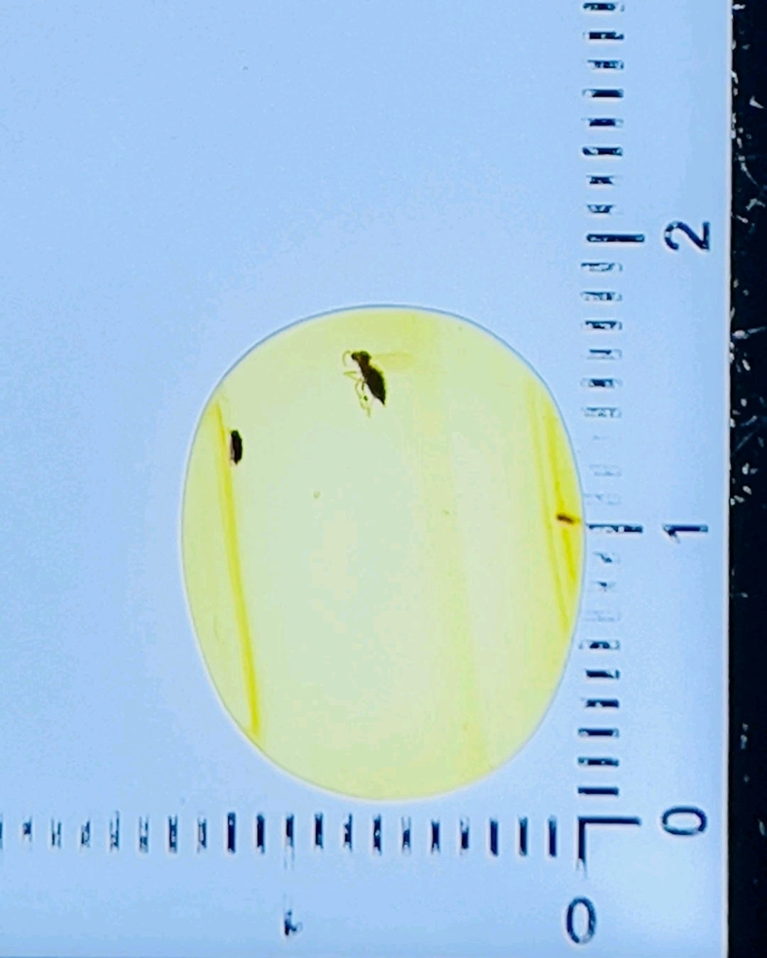 Fly In Burmese Amber