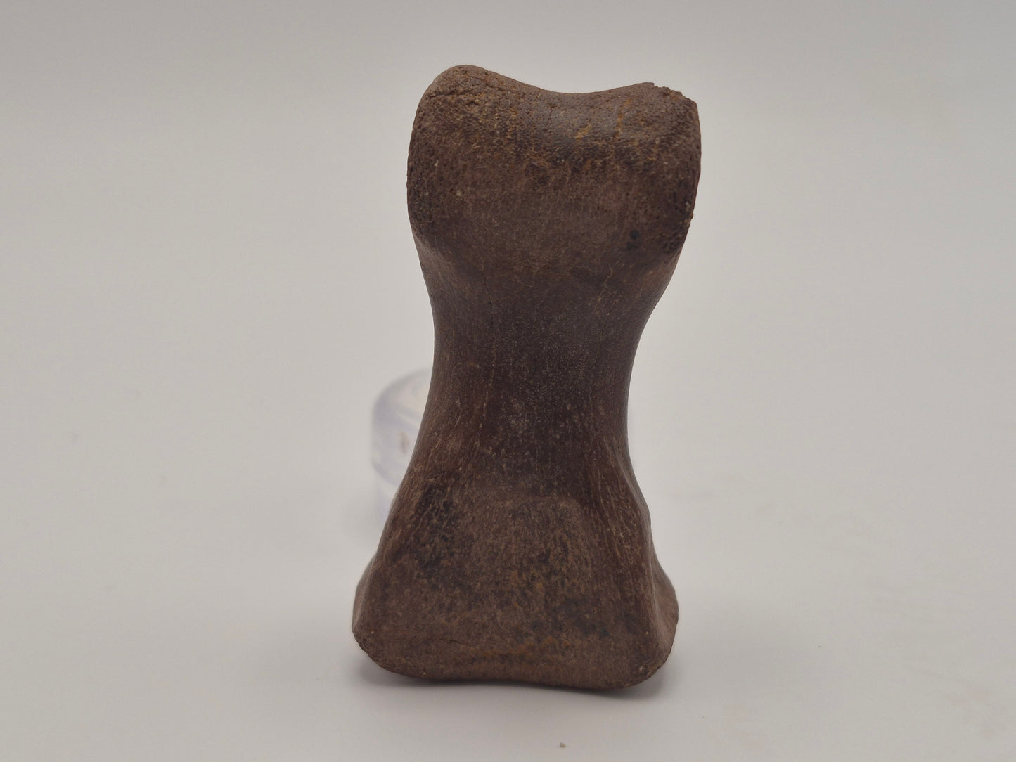2.15" Juvenile Tyrannosaur Toe Bone(Judith River)
