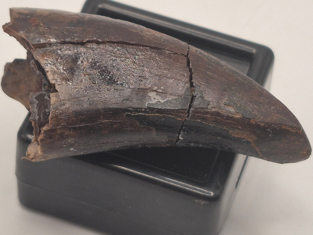 1.68" Tyrannosaur Premax Tooth (Judith River)