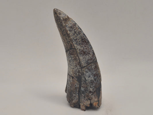 2.92" Tyrannosaur Tooth(Judith River)