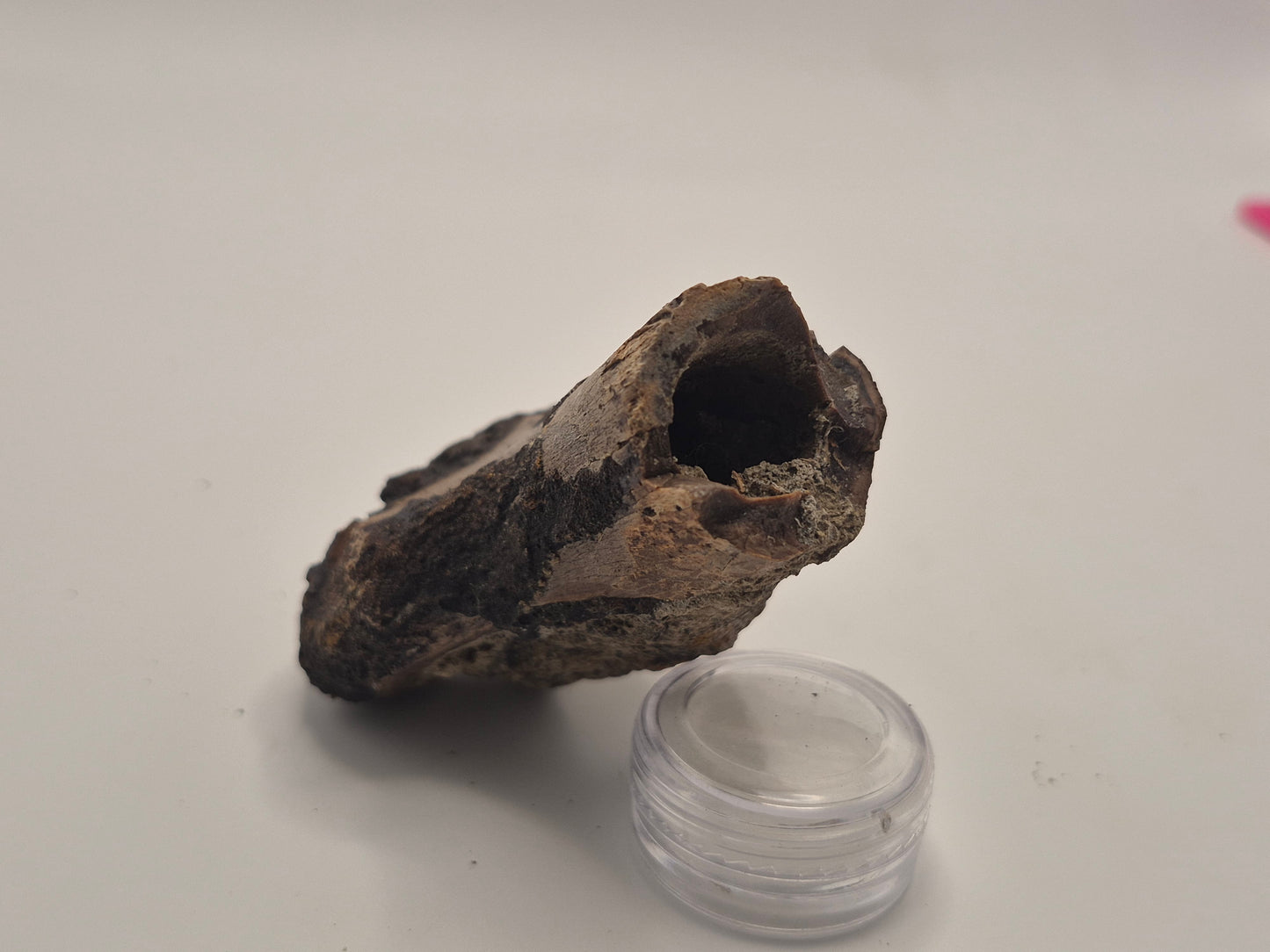 2.97" Theropod Limb Bone (Judith River)