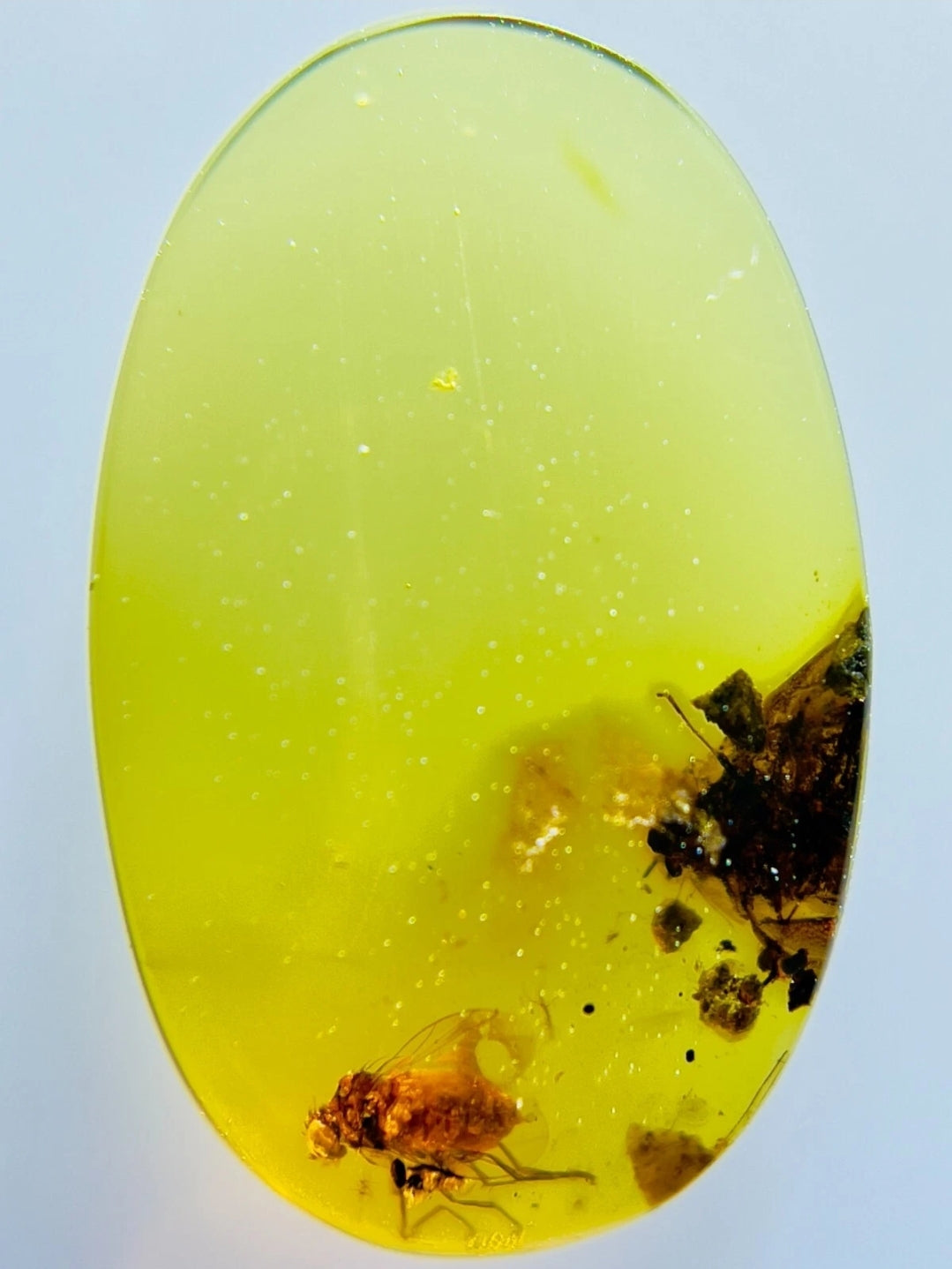 Muscomorpha Fly in Burmese Amber