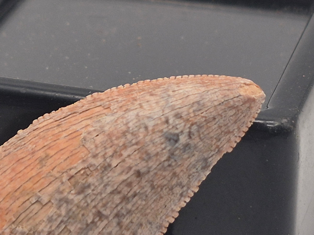 1.19" Tyrannosaur Tooth (Judith River)