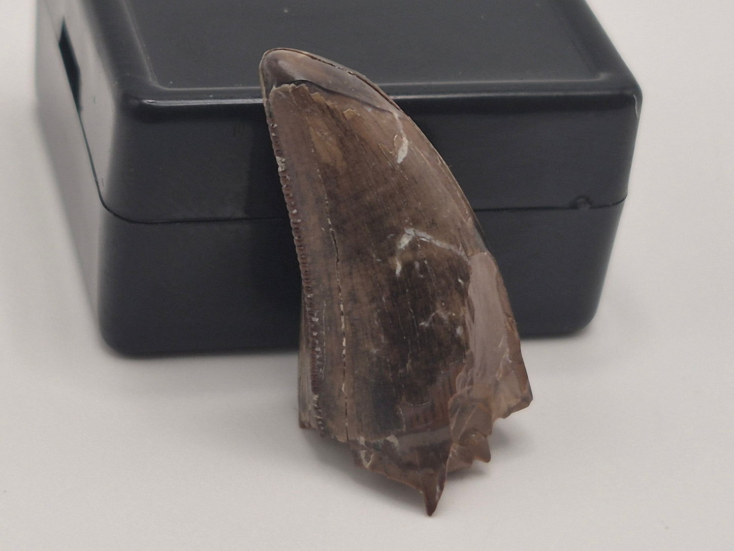 0.96" Pre-Max Tyrannosaur Tooth(Judith River)