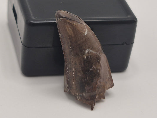 0.96" Pre-Max Tyrannosaur Tooth(Judith River)