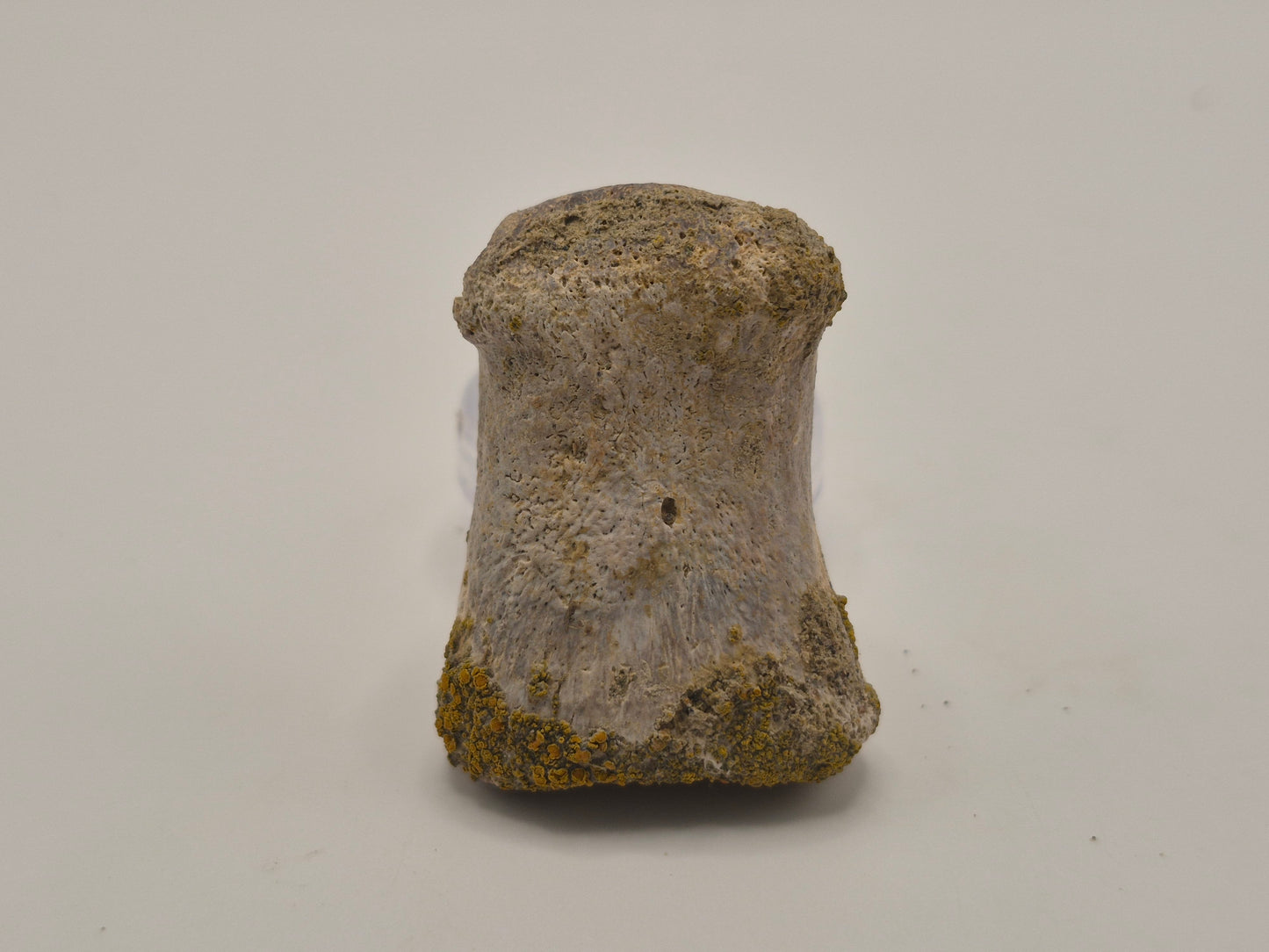 1.54" Ceratopsian Toe Bone