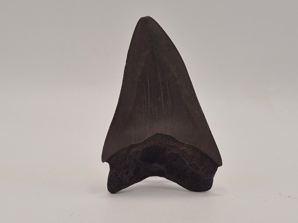 3.14" Megalodon Tooth (Georgia)