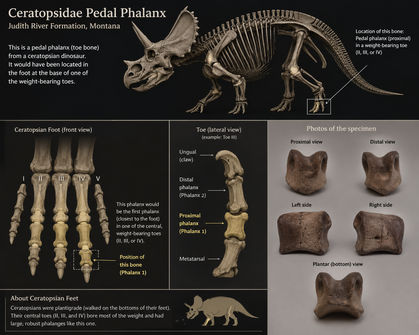 1.1" Ceratopsian Indet. Pedal phalanx (Judith River)