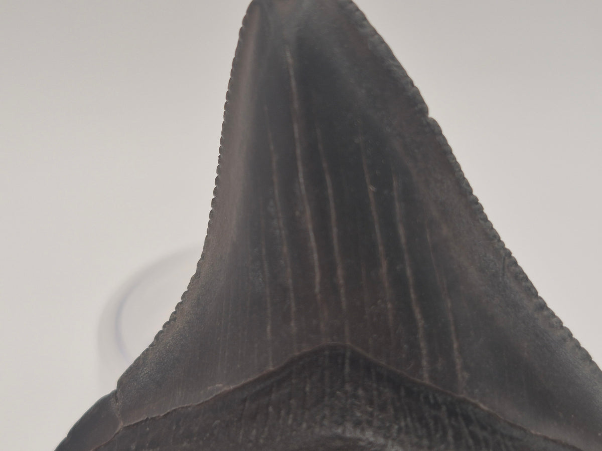 2.68" Megalodon Tooth (Georgia)