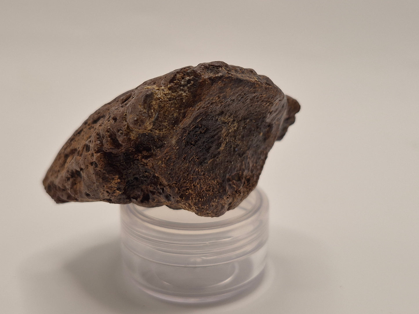 2.56" Ceratopsian Ungual/Claw(Judith River)