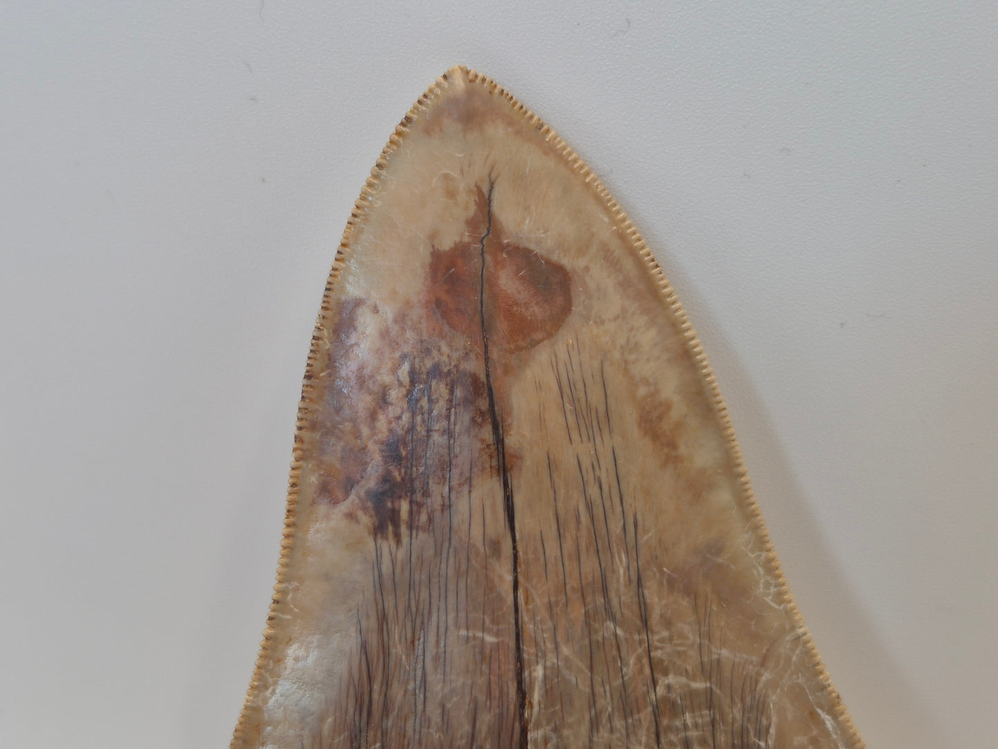 5" Megalodon Tooth(Indonesia)