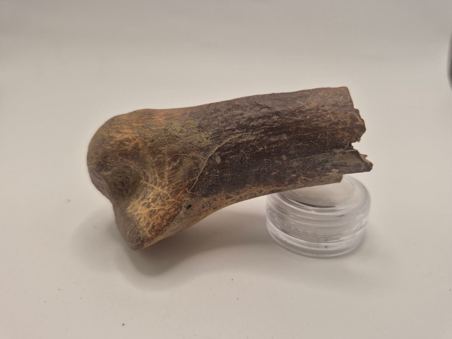 3" Theropod Limb Bone (Judith River)