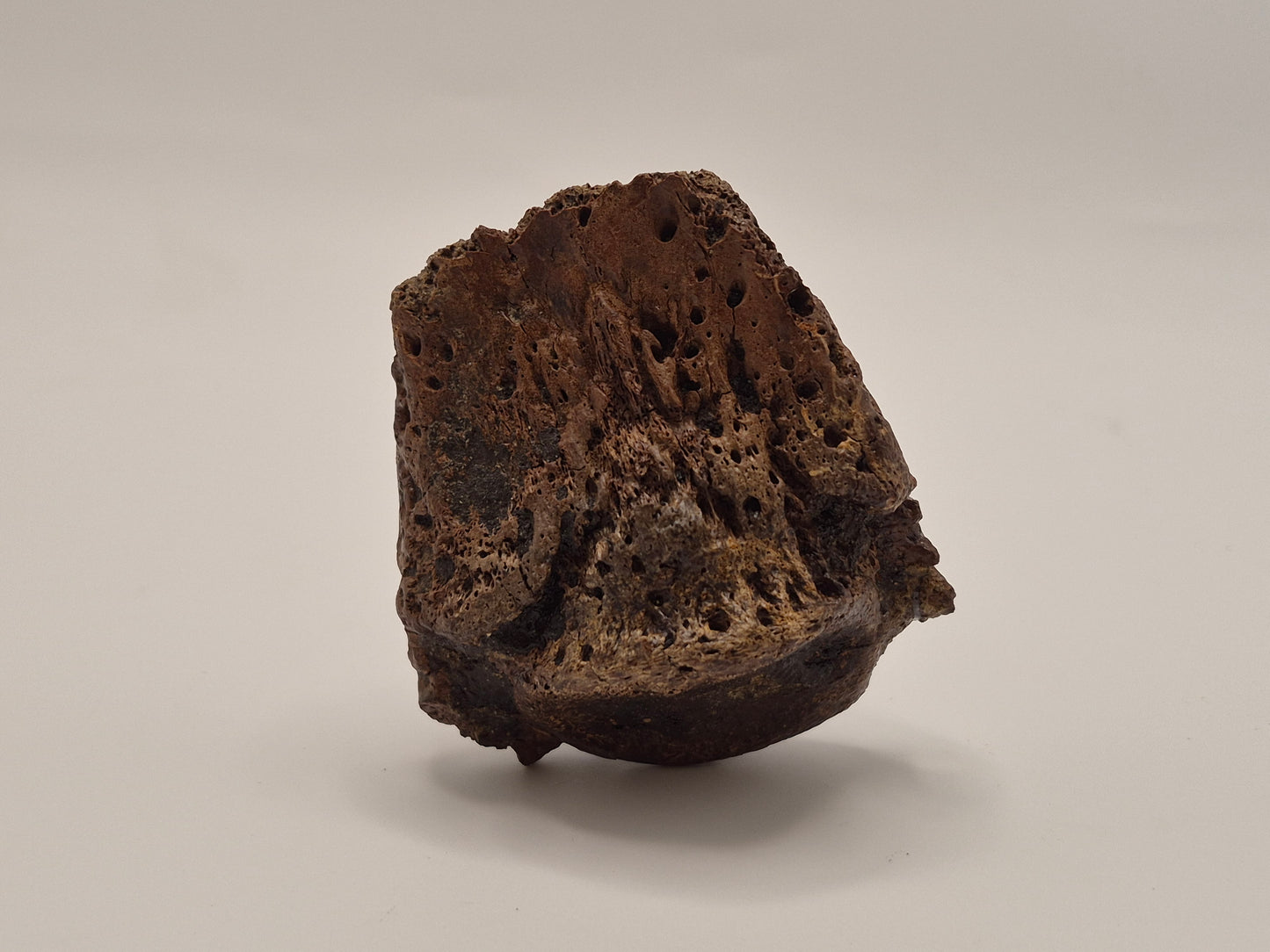 2.56" Ceratopsian Ungual/Claw(Judith River)