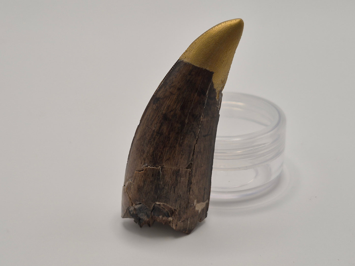 2.32" Tyrannosaurus-Rex Tooth(Hell Creek)