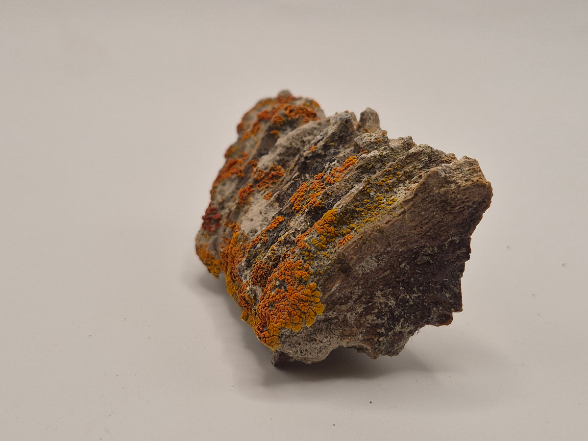 2.82" Hadrosaur Jaw (Judith River)