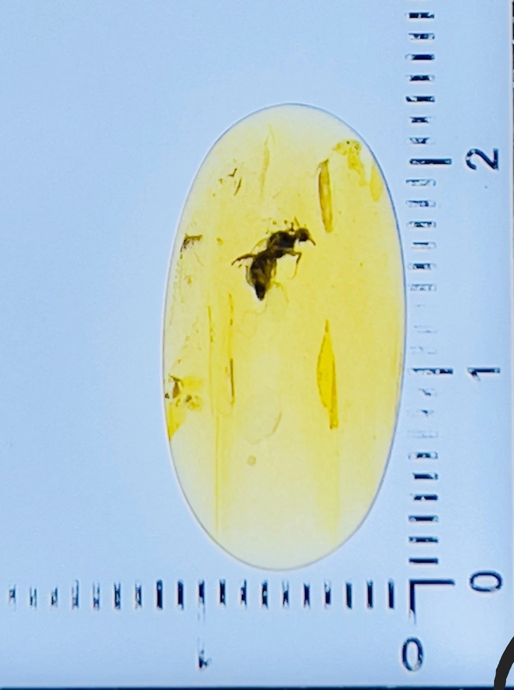 Fly Type Bug in Burmese Amber