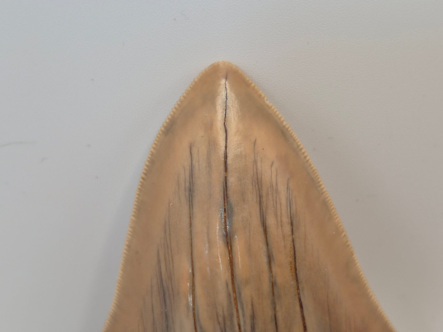 5.26" Megalodon Tooth(Indonesia)