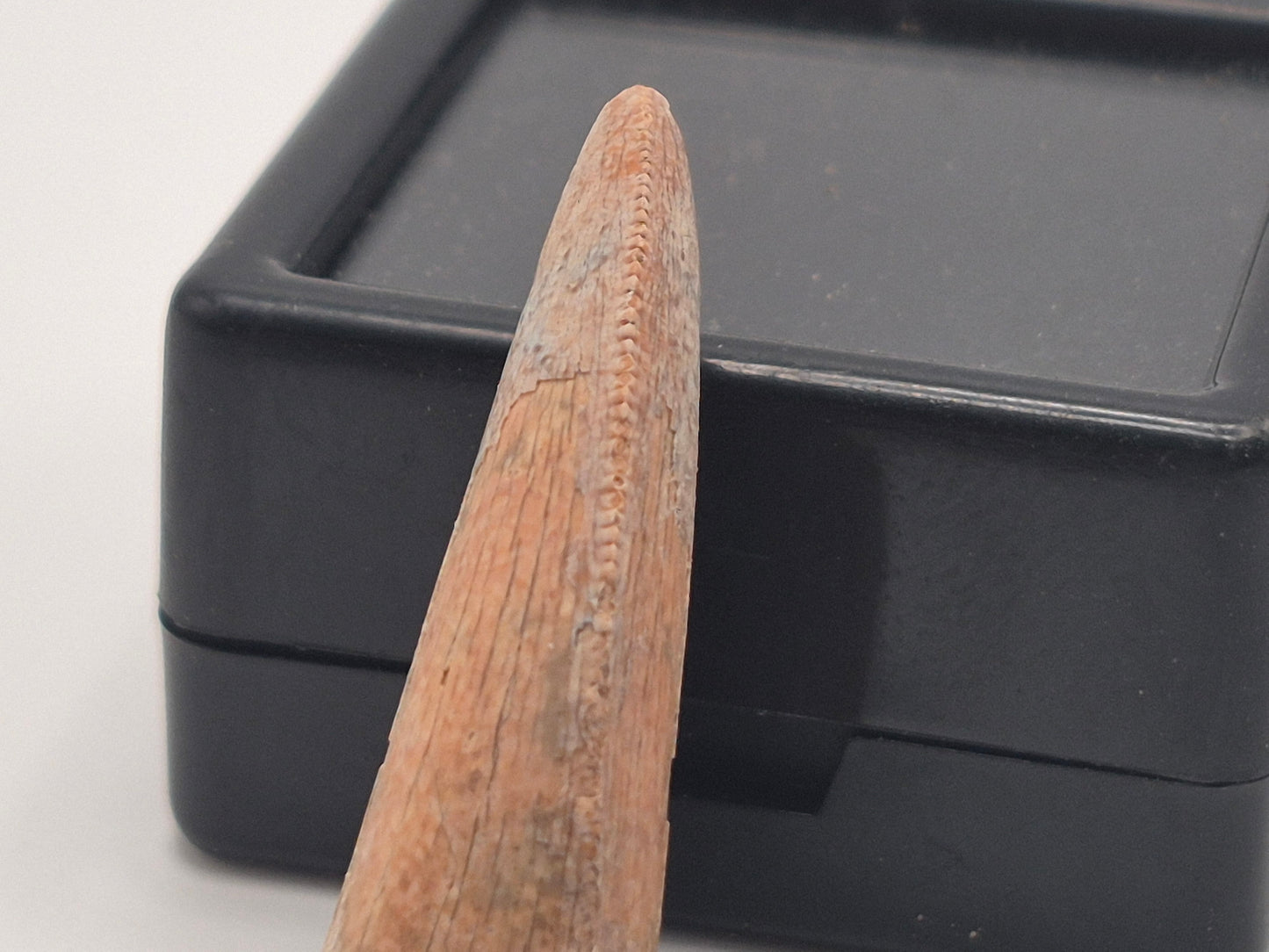 1.19" Tyrannosaur Tooth (Judith River)