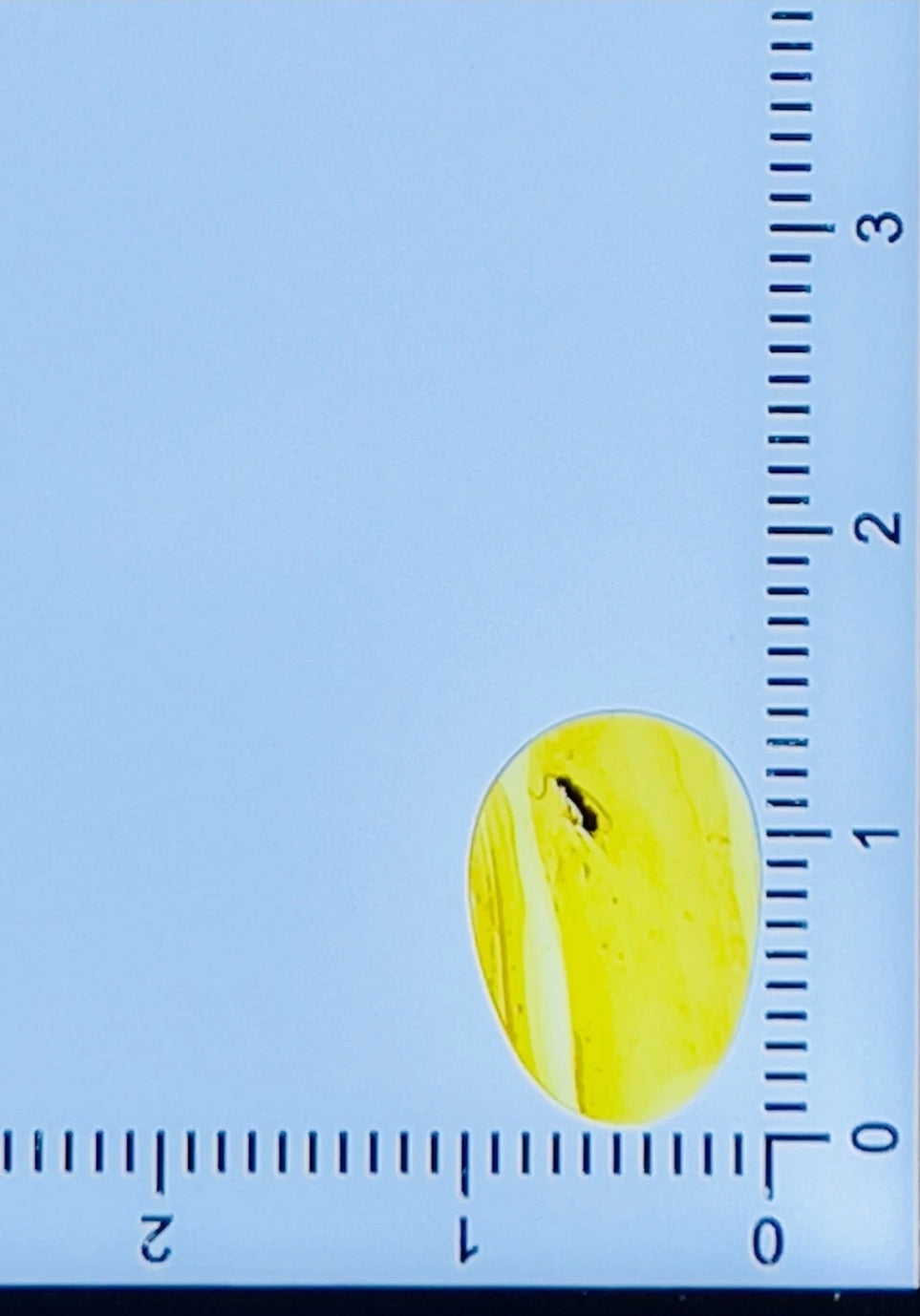 Wasp In Burmese Amber
