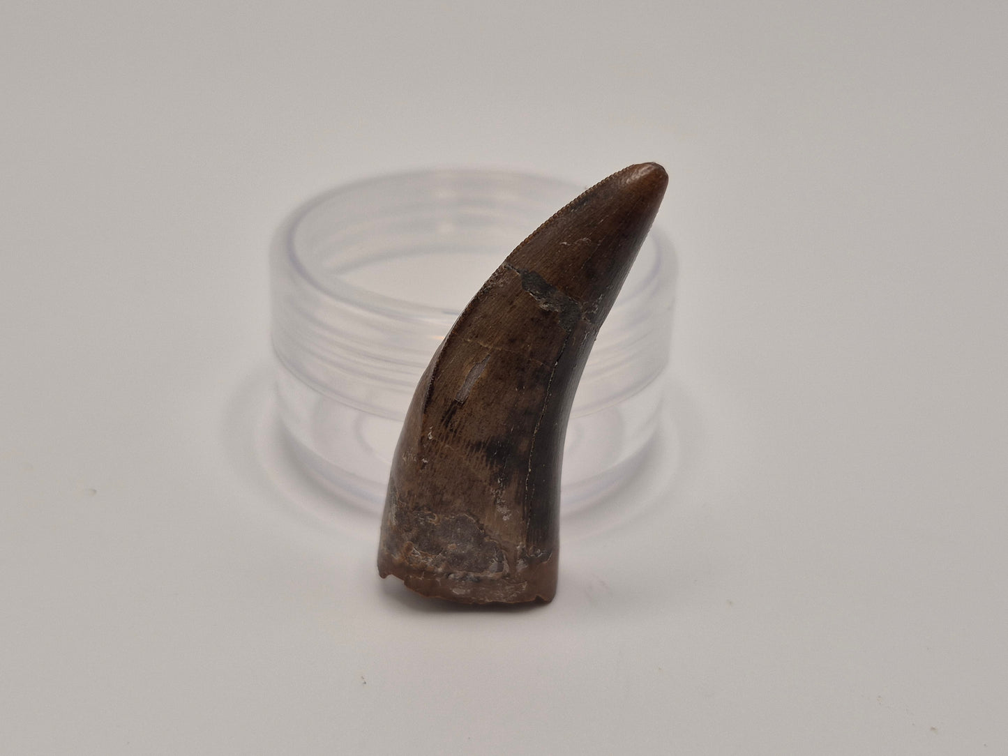 1.57" Tyrannosaur Tooth(Judith Tooth)
