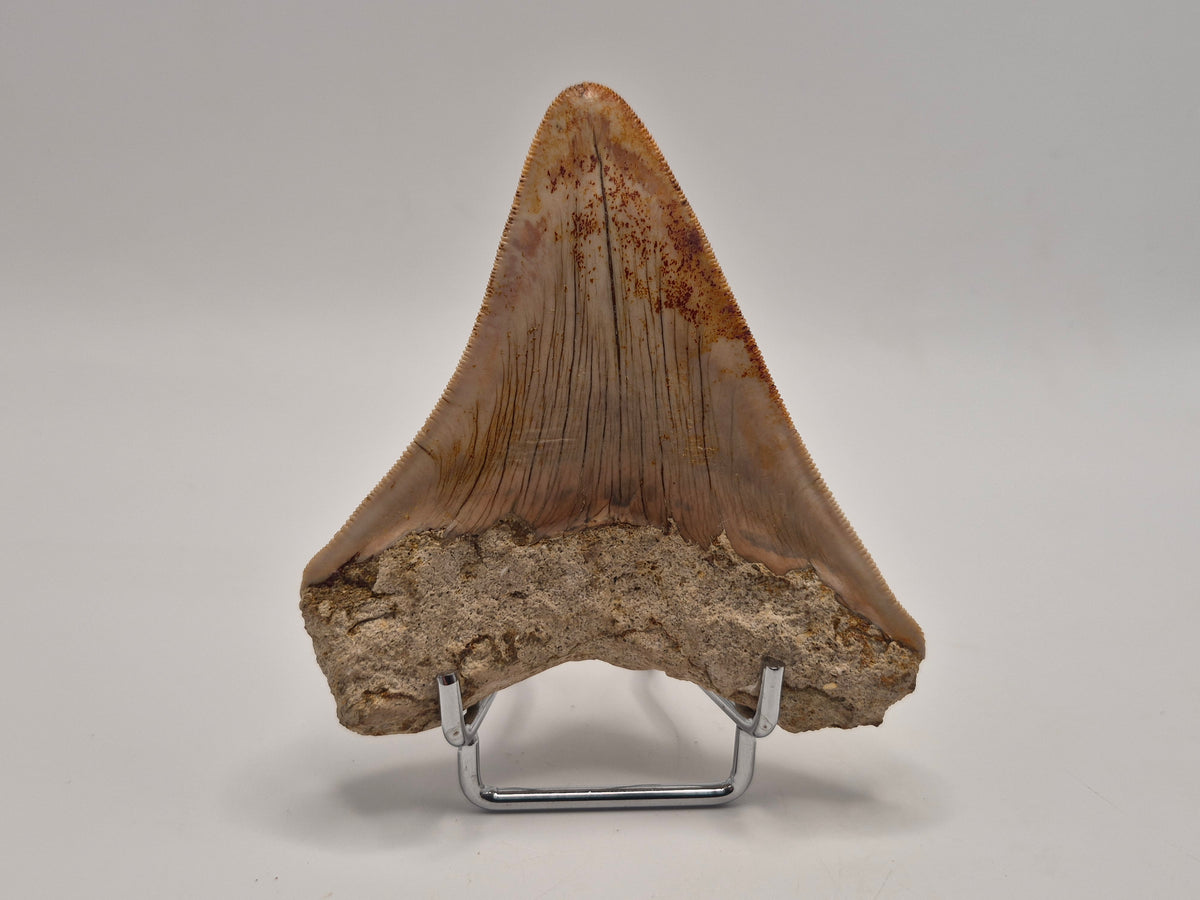 3.63" Megalodon Tooth (Indonesia)