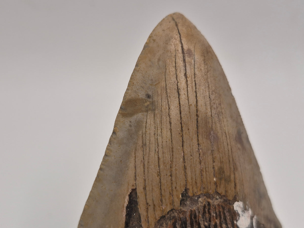3.78" Megalodon Tooth (North Carolina)