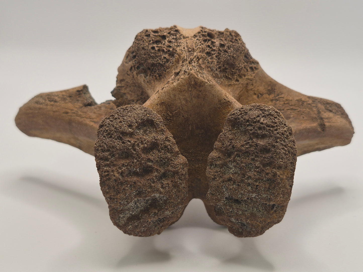 10.6" Ceratopsian indet. Dorsal Vertebra (D3–D6)(Judith River)