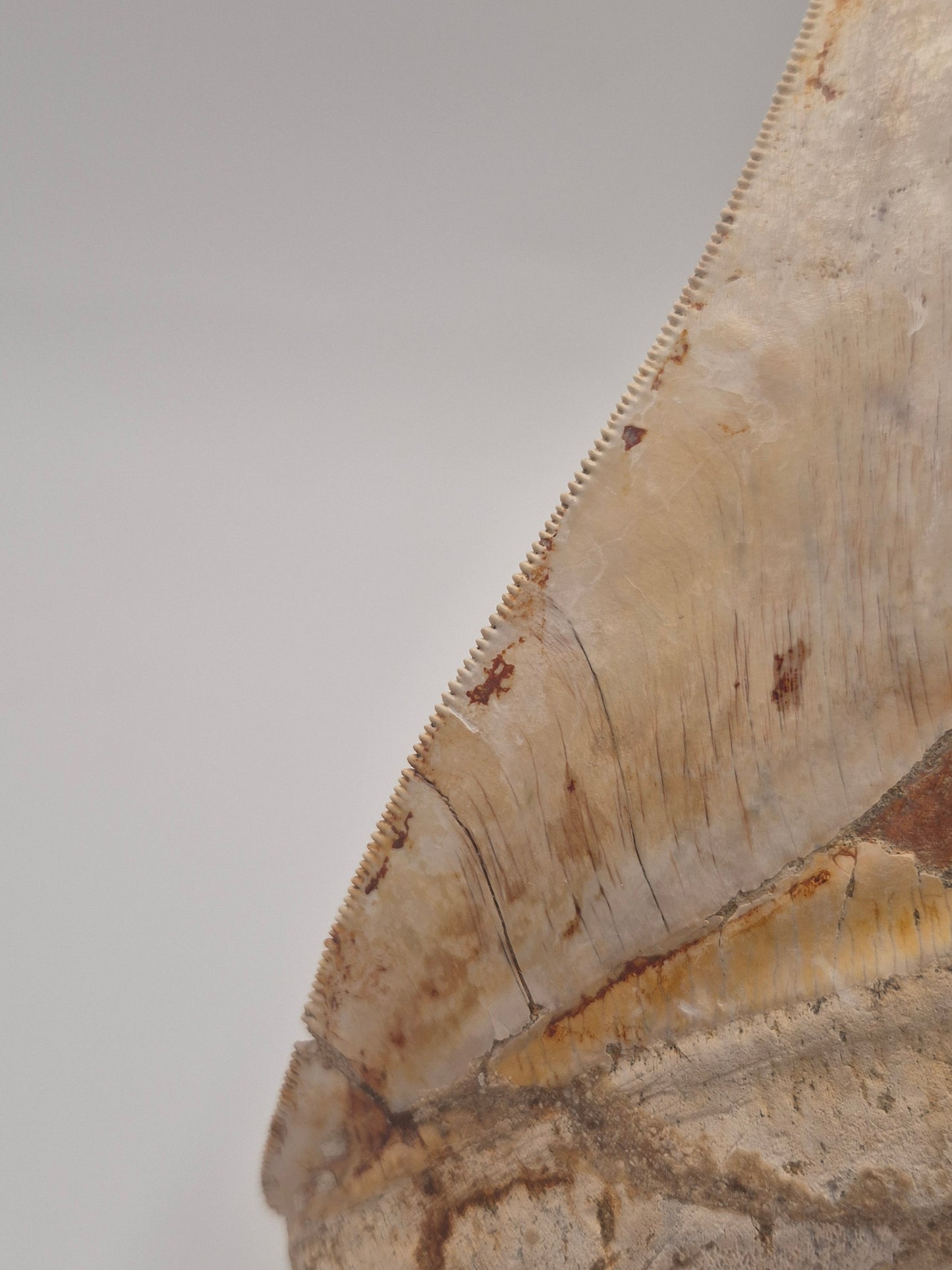 6.15" Megalodon Tooth(Indonesia)