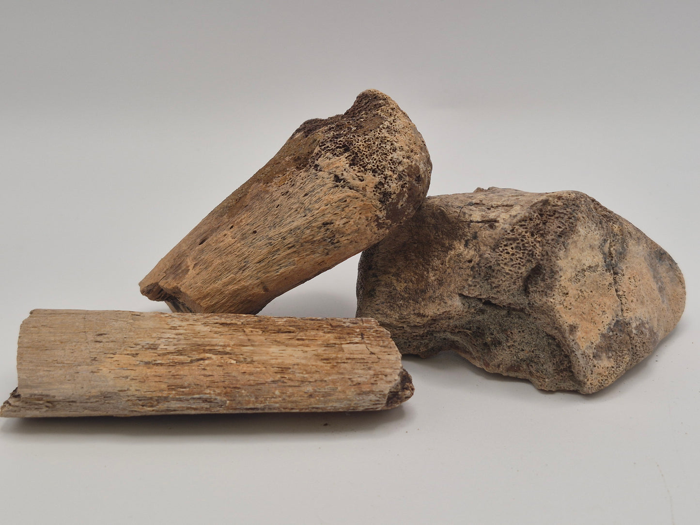 Bundle 342g of Dino Bones