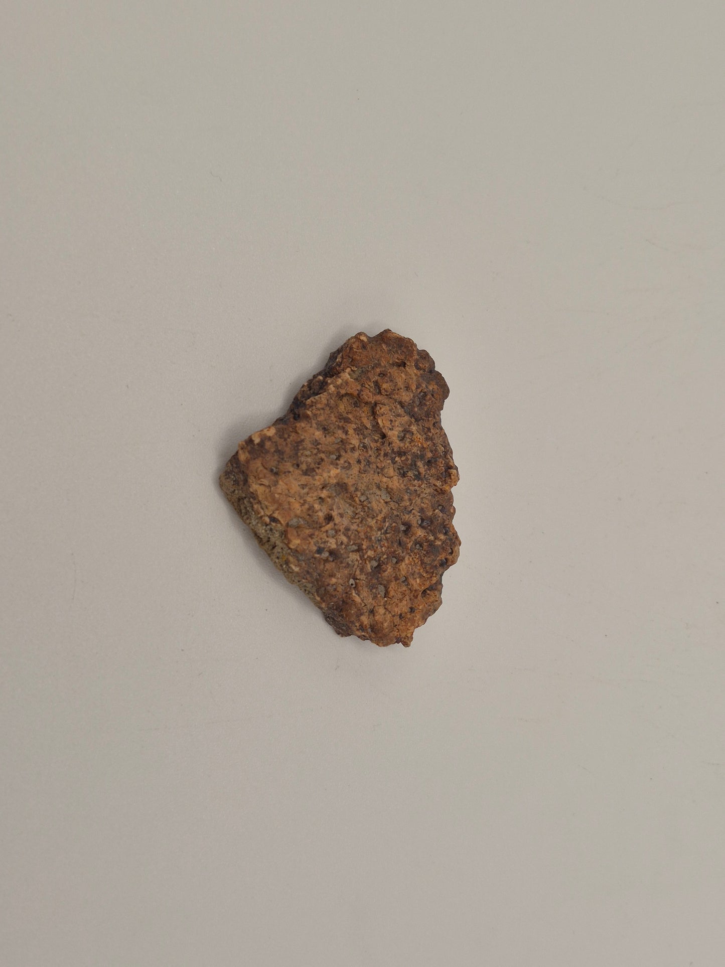 0.69" Ankylosaurus Scute(Judith River)