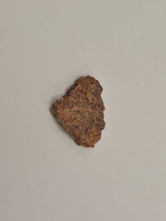 0.69" Ankylosaurus Scute(Judith River)