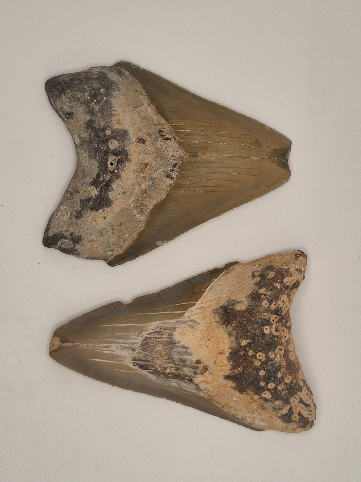 2 Megalodon Teeth Bundle (North Carolina)