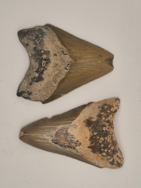 2 Megalodon Teeth Bundle (North Carolina)