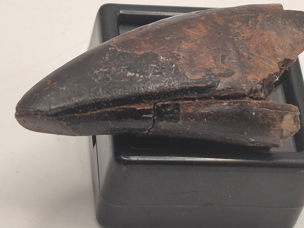 1.68" Tyrannosaur Premax Tooth (Judith River)