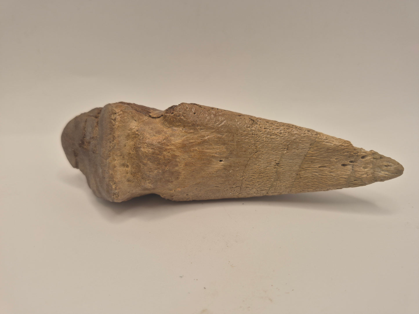 5" Tyrannosaur Toe Claw(Judith River Formation)