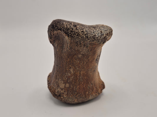 2.5" Hadrosaur Toe Bone (Judith River)