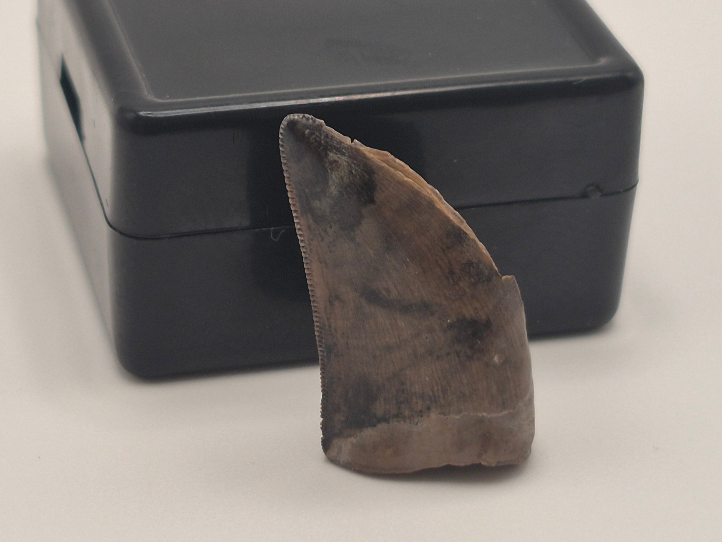 O.89" Tyrannosaur Tooth (Judith River)