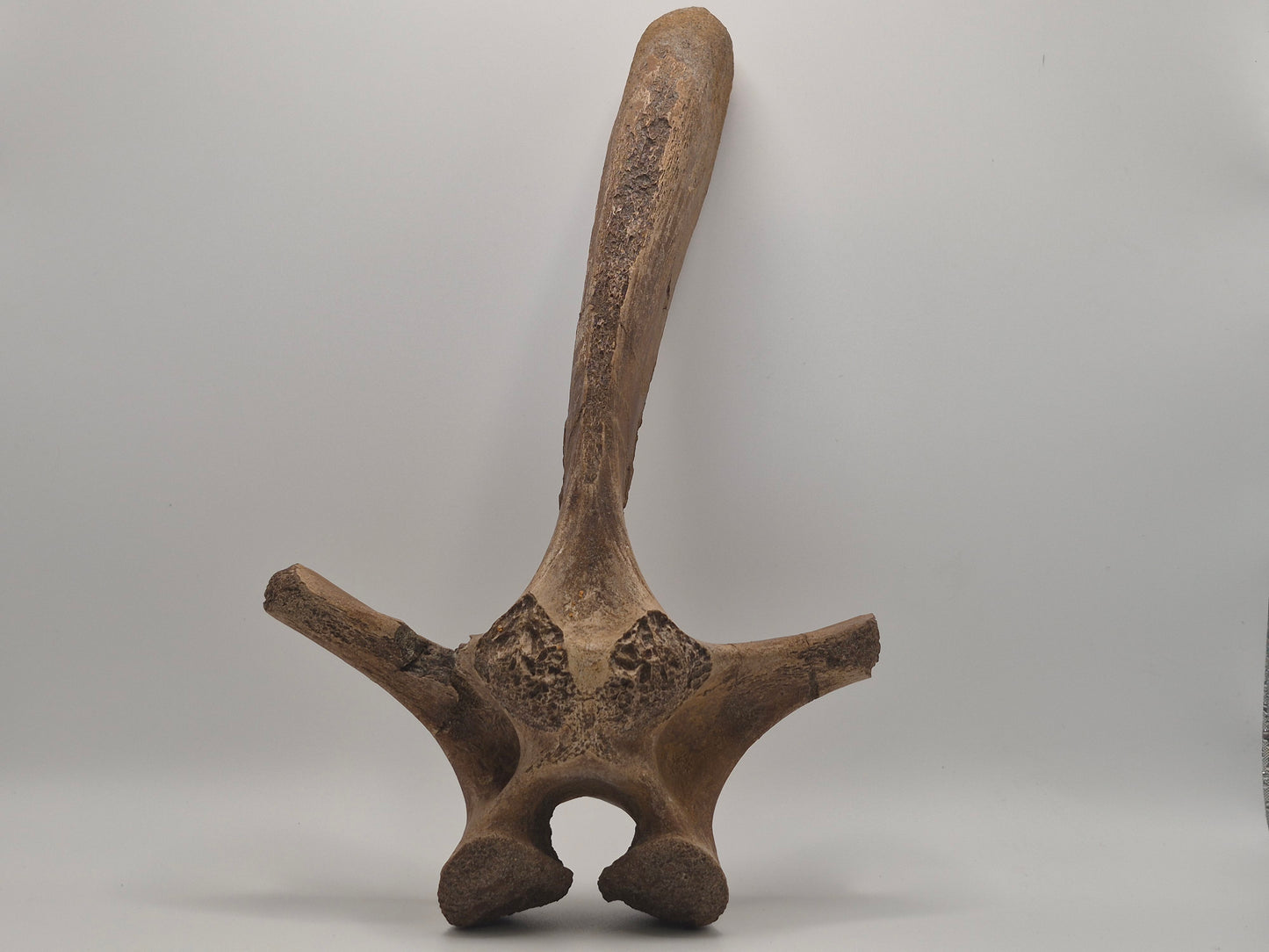 10.6" Ceratopsian indet. Dorsal Vertebra (D3–D6)(Judith River)