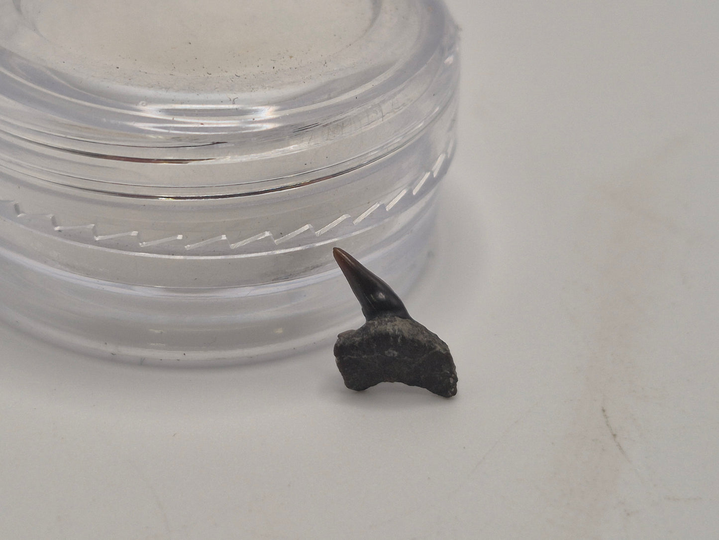 0.43" Hexanchus Microdon Upper Tooth (Hornby Island)