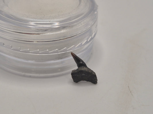 0.43" Hexanchus Microdon Upper Tooth (Hornby Island)