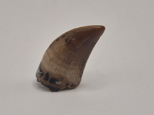 0.89" Juvenile Tyrannosaur Tooth(Judith River)