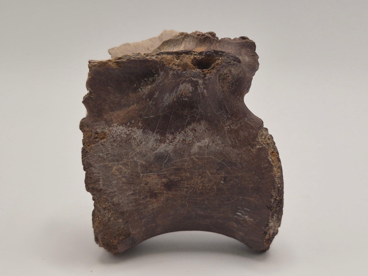 Juvenile Tyrannosauridae indet. Anterior Caudal Vertebra (Judith river)