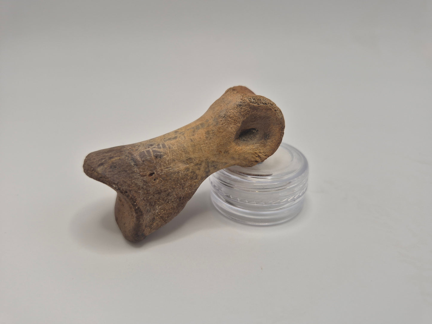 2.1" Juvenile Tyrannosaur Toe Bone (Judith River)