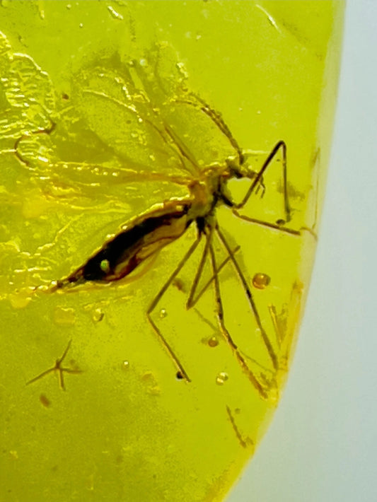 Mosquito in Burmese Amber