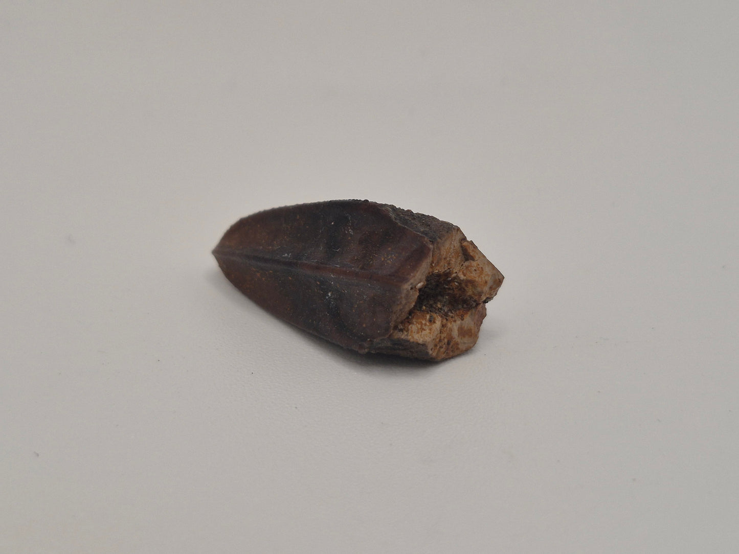 0.87" Hadrosaur Tooth (Judith River)